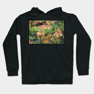 Growing In The Woods Hoodie